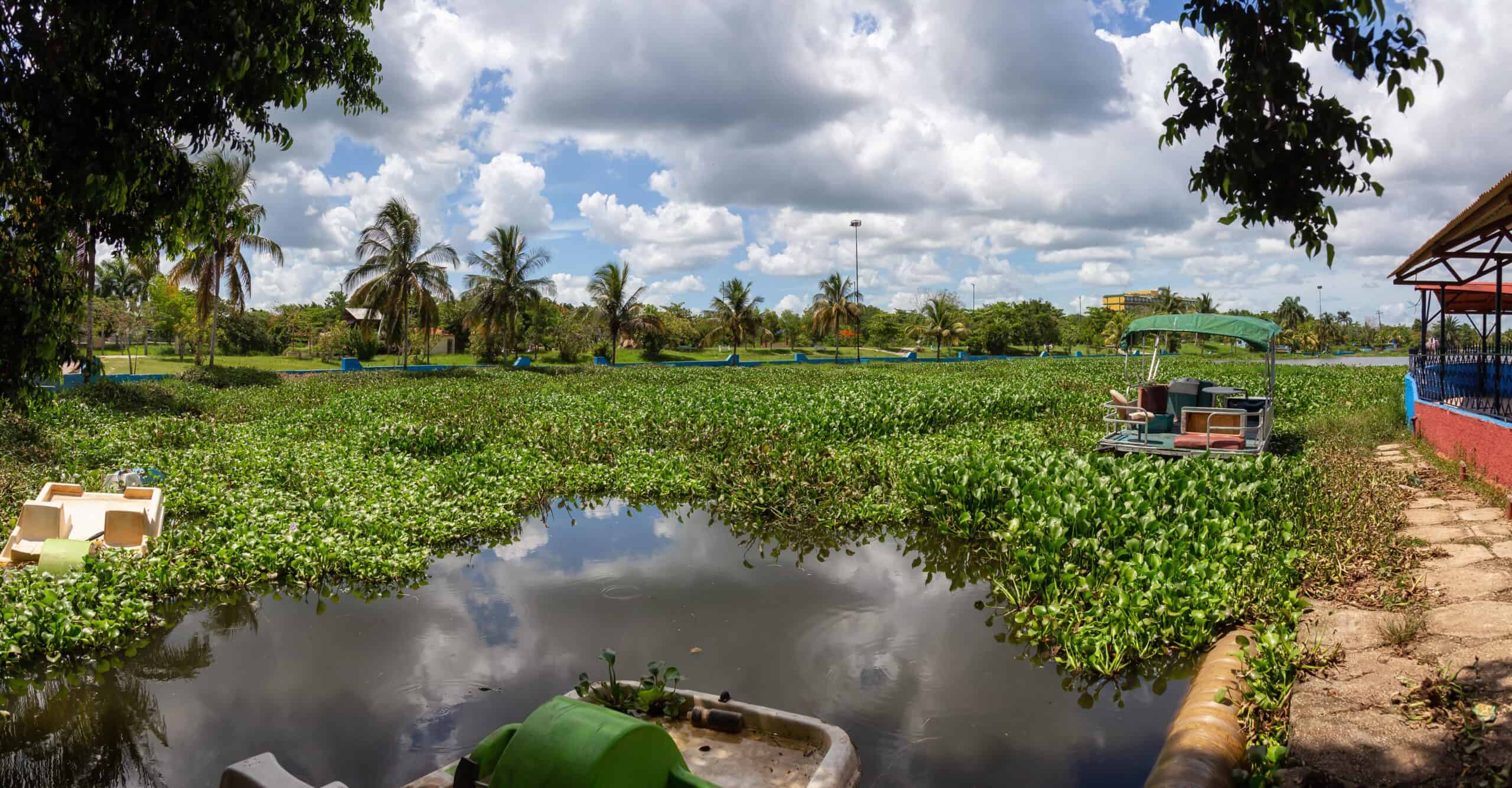 aquatic-management