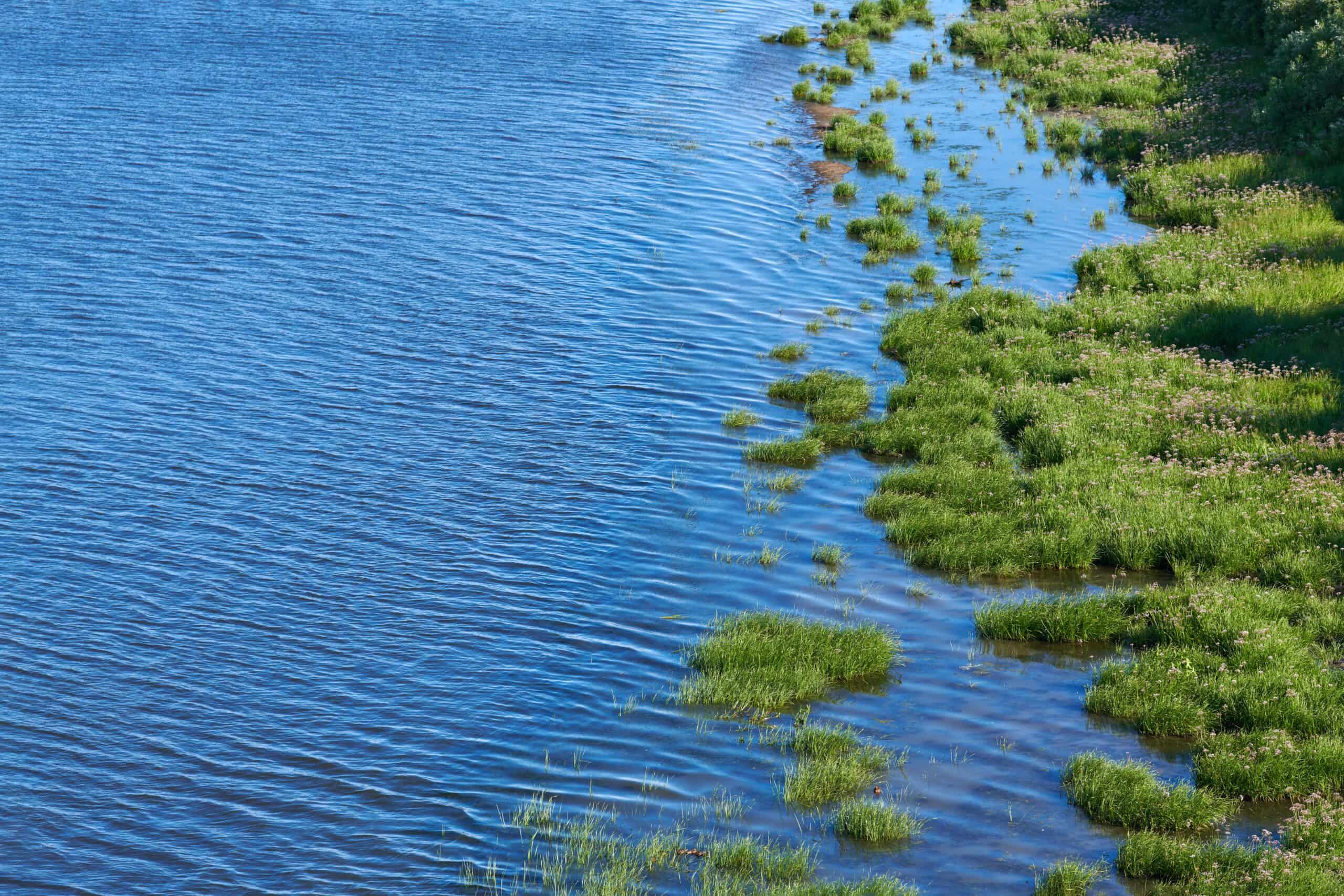 aquatic-management