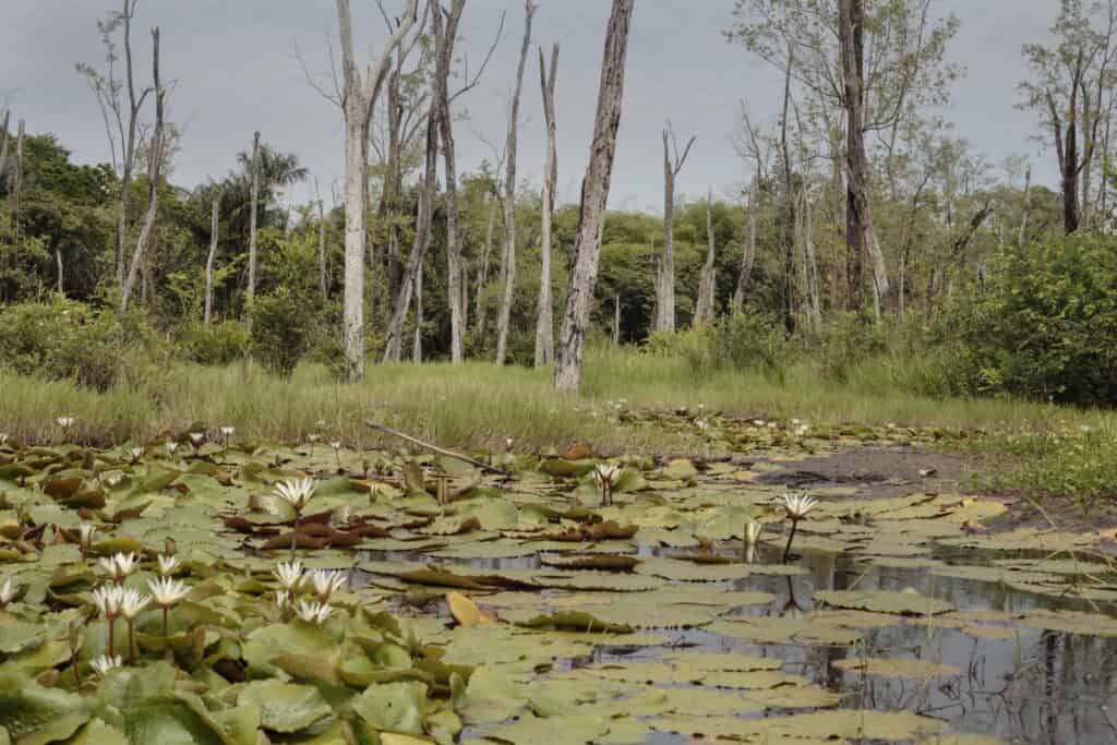 invasive-plant-control