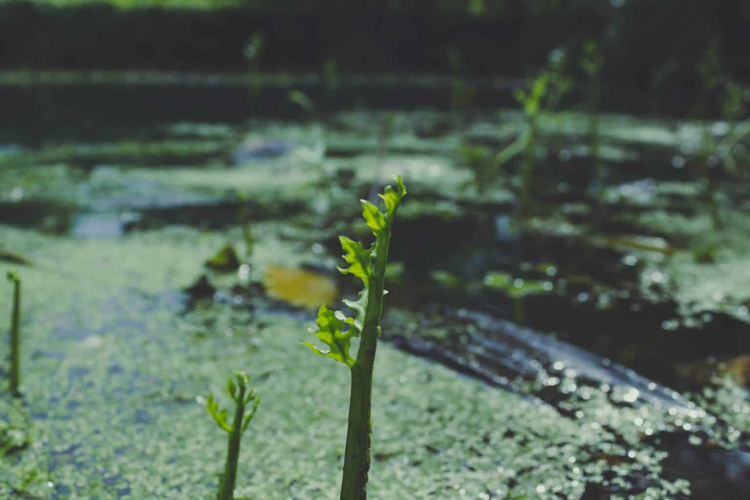 wetland-management
